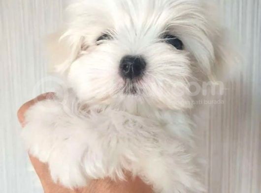 Mini Mini Maltese Yavruları görsel