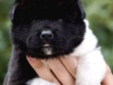 Mermi gibi amerikan akita yavrusu