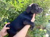 Muhteşem cane corso bebekleri