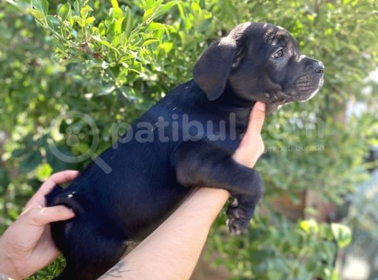 Muhteşem Cane Corso Bebekleri