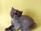 British Sorthair Tortie  -Rezerve Açık
