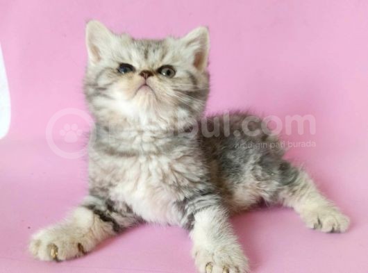 British Sorthair Silver Tabby - Bayrama Özel Uygun görsel