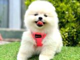 Irk Garanti̇li̇ Ayicik Suratli Pomerani̇an Boo Yavrularimiz