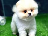 Pomeranian Boo Yavrular