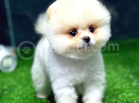 Pomeranian Boo Yavrular görsel