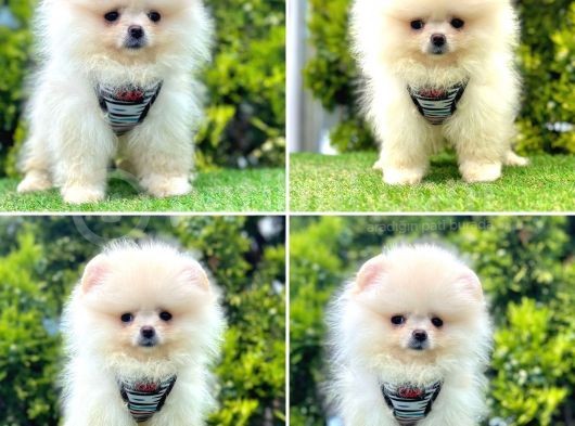 Bi̇ri̇nci̇ Sinif Pomerani̇an Boo Yavrulari
