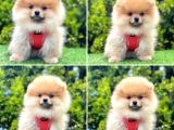 POMERANİAN BOO BEBEKLERİMİZ GELDİ