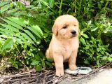 Orjinal Golden Retriever Bebekler