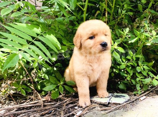 Orjinal Golden Retriever Bebekler görsel