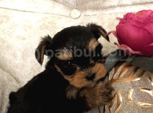 Teacup Kilo Garanti̇li̇ Yorkshire Yavrular
