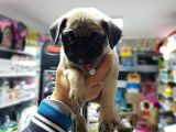 Mükemmel Kali̇te Pug Mops Yavrularimiz