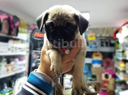 Mükemmel Kali̇te Pug Mops Yavrularimiz görsel