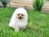 Üst kalite pomeranian boo yavrusu