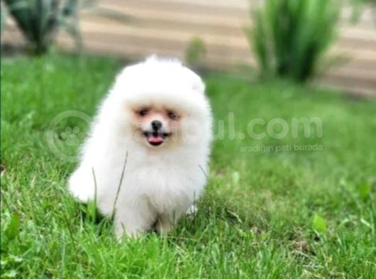 Üst Kalite Pomeranian Boo Yavrusu