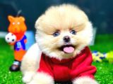 Pomeranian Boo