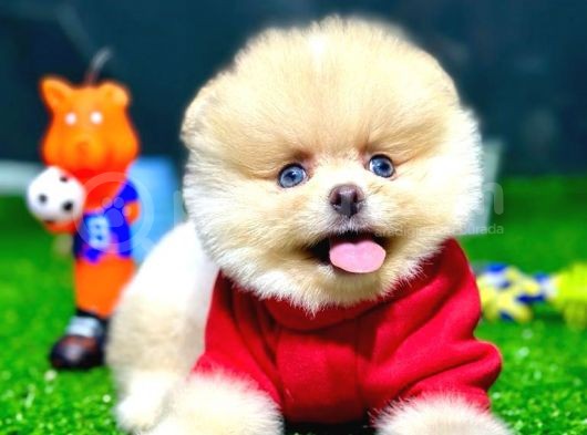 Pomeranian Boo görsel