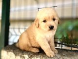 Orjinal Golden Retriever Bebekler