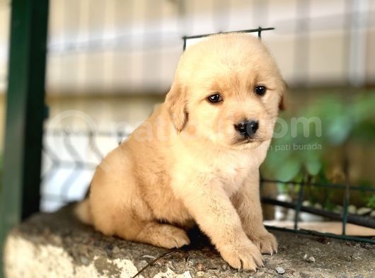 Orjinal Golden Retriever Bebekler görsel