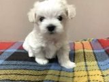 Muhteşem Kalite Maltese Terrier Yavrusu