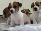 Kısa Bacak Maskeli Jack Russel Yavrular