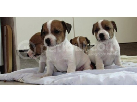 Kısa Bacak Maskeli Jack Russel Yavrular görsel