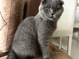 Scottish Fold Kızımız Için British Shorthair Eş Arıyorum