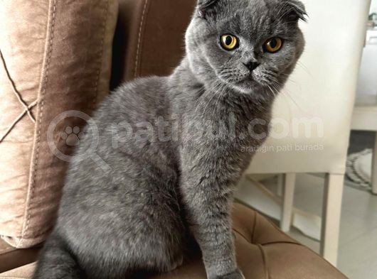 Scottish Fold Kızımız Için British Shorthair Eş Arıyorum görsel
