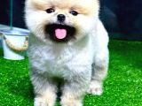 Pomeranian Boo Yavrular