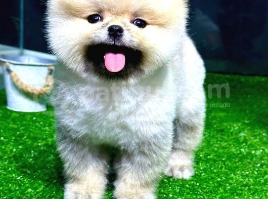 Pomeranian Boo Yavrular görsel