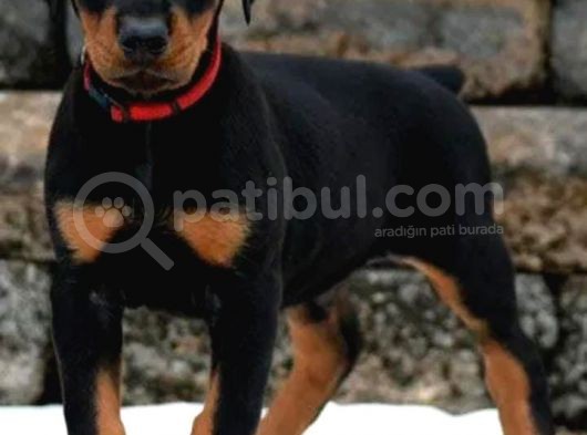 Üst Kali̇te King Doberman Yavrular