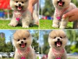 POMERANİAN BOO YAVRULARIMIZ GELMİŞTİR