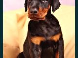 Üst Kali̇te King Doberman Yavrular