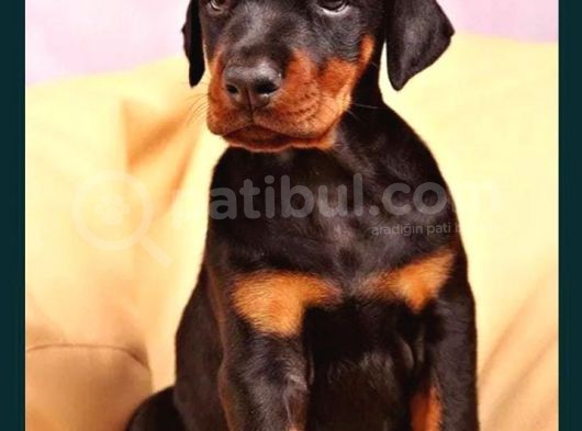 Üst Kali̇te King Doberman Yavrular görsel