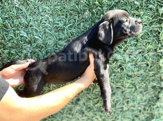 Üst Kalite Cane Corso Bebekler görsel