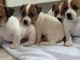 Kısa Bacak Maskeli Jack Russel Yavrular