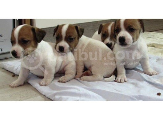 Kısa Bacak Maskeli Jack Russel Yavrular görsel