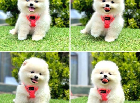 Süper Pomerani̇an Boo Bebekleri̇mi̇z Geldi̇