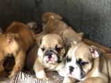 Ev Üretimi Show GÜZELLİKTE İngiliz Buldogg Yavrular