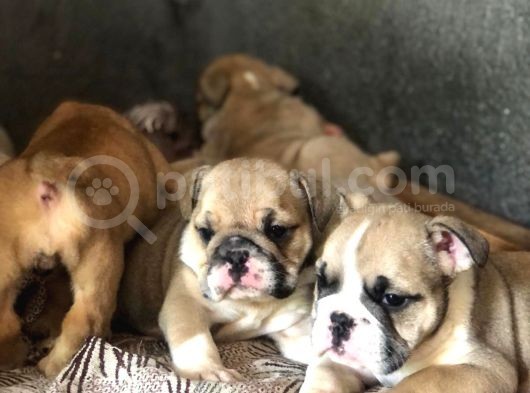 Ev Üretimi Show Güzelli̇kte İngiliz Buldogg Yavrular