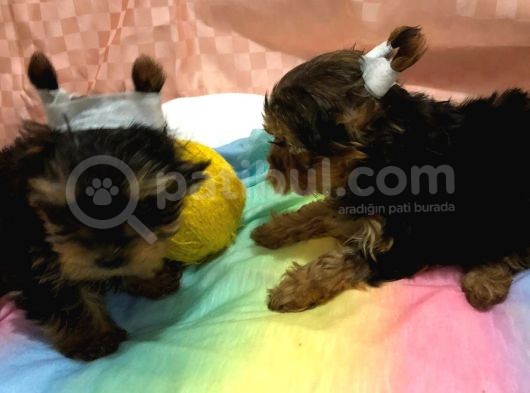 Teacup Kilo Garanti̇li̇ Yorkshire Yavrular görsel