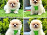 ORJİNAL POMERANİAN BOO YAVRULARIMIZ