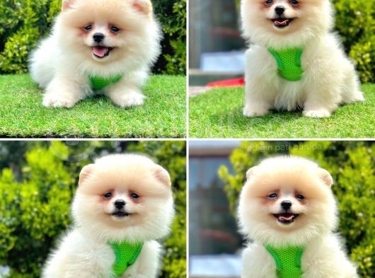 Orji̇nal Pomerani̇an Boo Yavrularimiz