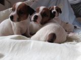 Kısa Bacak Maskeli Jack Russel Yavrular