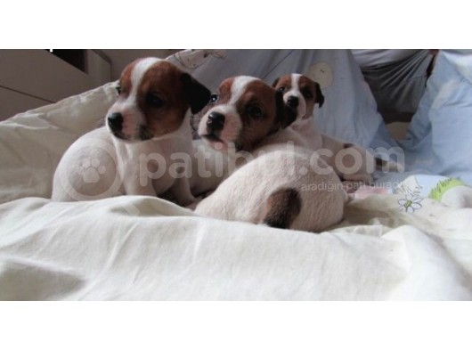 Kısa Bacak Maskeli Jack Russel Yavrular görsel