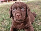 A Secereli Labrador Retriever Yavrular
