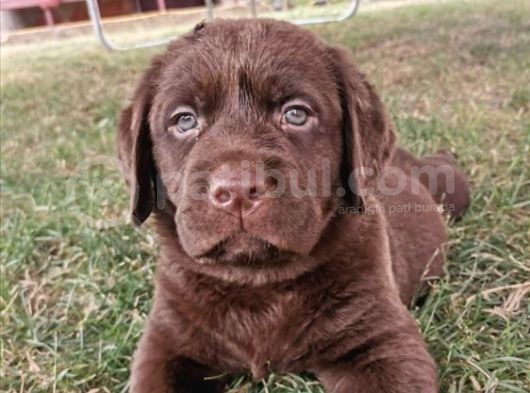 A Secereli Labrador Retriever Yavrular görsel
