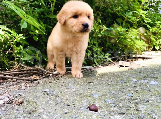 Orjinal Golden Retriever Bebekler görsel