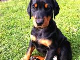 Üst Kali̇te King Doberman Yavrular