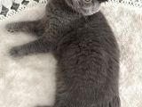 Scottish Fold Kızımız Için British Shorthair Eş Arıyorum