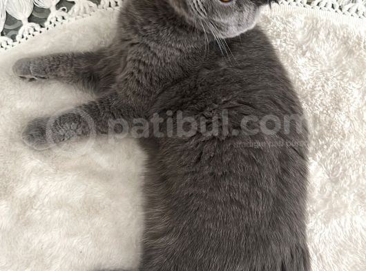 Scottish Fold Kızımız Için British Shorthair Eş Arıyorum görsel